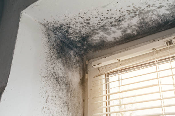 Affordable Attic Mold Remediation solutions in Wylie, TX