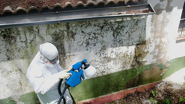 Top rated local Attic Mold Remediation specialists in Wylie, TX
